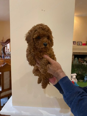 Pui rasa Caniche Pudel Red Toy de calitate, cu garanție medicală