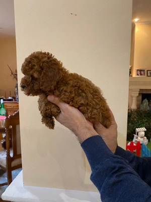 Pui rasa Caniche Pudel Red Toy de calitate, cu garanție medicală - imagine 2