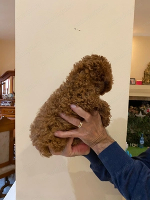 Pui rasa Caniche Pudel Red Toy de calitate, cu garanție medicală - imagine 3