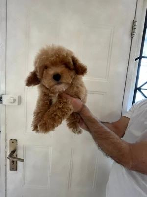 Pui rasa Maltipoo de calitate, cu garanție medicală - imagine 2