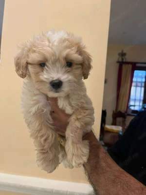 Pui rasa Maltipoo de calitate, cu garanție medicală - imagine 4