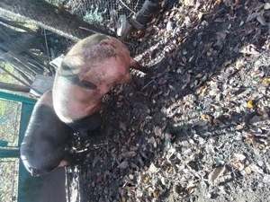 De vânzare unul din cei doi porci  Crescuți la curte cu porumb cartofi și lapte 