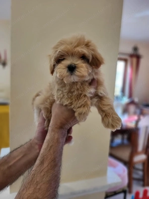 Pui rasa Maltipoo de calitate, cu garanție medicală