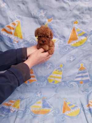 Pui rasa Caniche Pudel Red Toy de calitate, cu garanție medicală - imagine 5