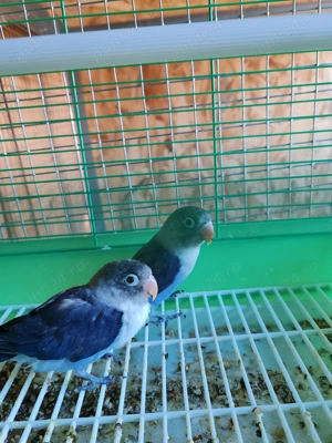 Vând agaporis blânzi 