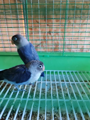 Vând agaporis blânzi  - imagine 2