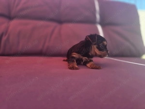 Pui rasa Yorkshire Terrier Toy de calitate, cu garanție medicală - imagine 3