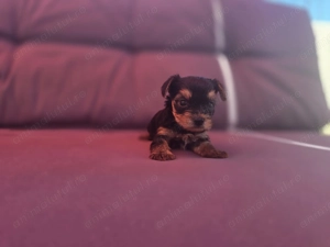 Pui rasa Yorkshire Terrier Toy de calitate, cu garanție medicală - imagine 2