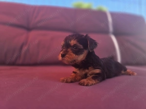 Pui rasa Yorkshire Terrier Toy de calitate, cu garanție medicală - imagine 5