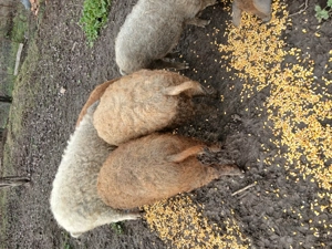 Purcei si soldani mangalita - imagine 2