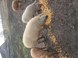 Purcei si soldani mangalita - imagine 4