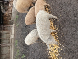 Purcei si soldani mangalita - imagine 5