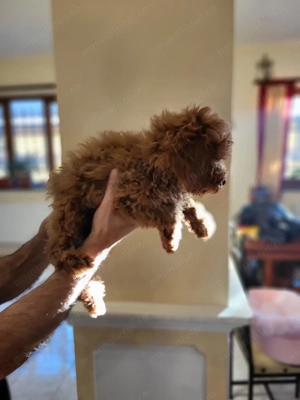 Pui rasa Caniche Pudel Miniature Red de calitate, cu garanție medicală - imagine 3