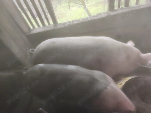 Vând porci grasi și purcei 