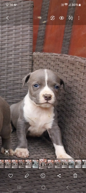 Amstaff Blue rasa pura 