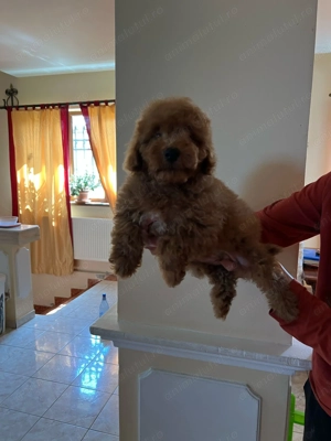 Pui rasa Caniche Pudel Miniature Red de calitate, cu garanție medicală - imagine 4