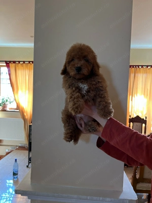 Pui rasa Caniche Pudel Miniature Red de calitate, cu garanție medicală - imagine 5
