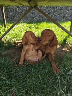 Femelă Vijlă(vizsla) maghiară rasa pură  - imagine 5