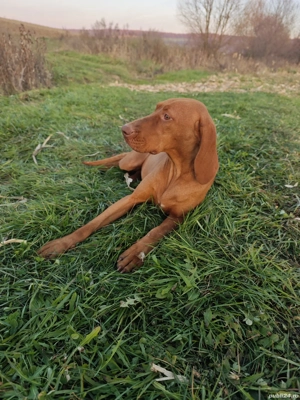 Femelă Vijlă(vizsla) maghiară rasa pură  - imagine 3
