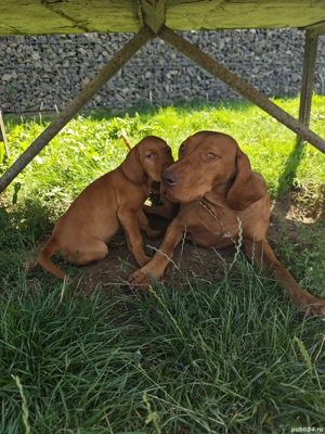 Femelă Vijlă(vizsla) maghiară rasa pură  - imagine 4