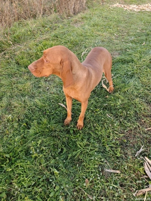 Femelă Vijlă(vizsla) maghiară rasa pură 