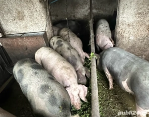 Porci de carne asigur transport - imagine 2