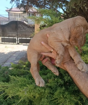 Pui rasa Cocker Spaniel de calitate, cu garanție medicală - imagine 3
