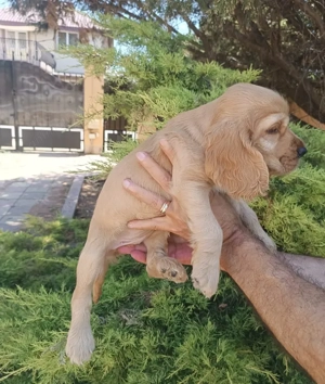 Pui rasa Cocker Spaniel de calitate, cu garanție medicală - imagine 4