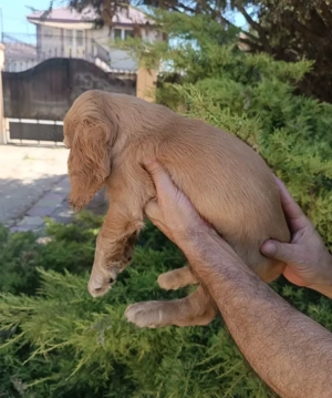 Pui rasa Cocker Spaniel de calitate, cu garanție medicală - imagine 2