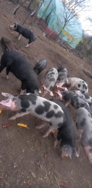 Vand porci crescuți bio cu lucerna și cereale 15 kg - imagine 2