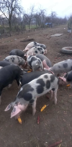 Porci 70-80kg cu 15 lei sau schimb cu cereale 