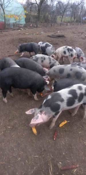 Vand porci crescuți bio cu lucerna și cereale 15 kg - imagine 3