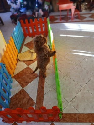 Pui rasa Goldendoodle de calitate, cu garanție medicală - imagine 2