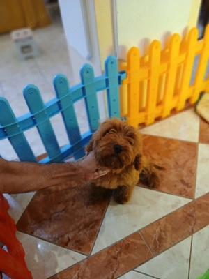 Pui rasa Goldendoodle de calitate, cu garanție medicală