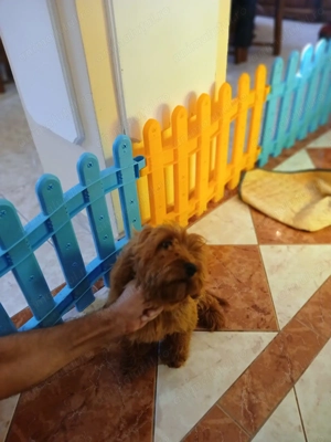 Pui rasa Goldendoodle de calitate, cu garanție medicală - imagine 4