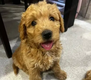Pui rasa Goldendoodle de calitate, cu garanție medicală - imagine 5