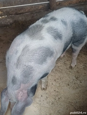 purcea pietrain belgian 250kg