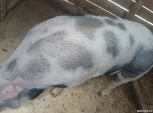 vand purcea pietrain belgian 250kg