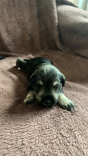 Vand Schnauzer Pitic - imagine 4