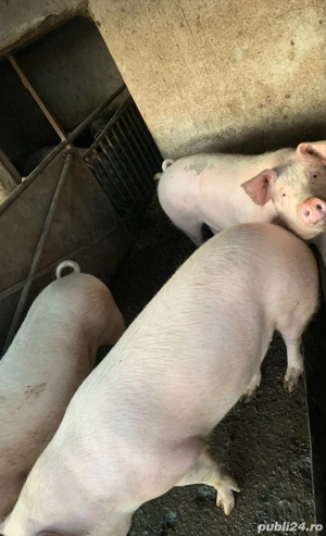 Porci de carne asigur transport - imagine 4
