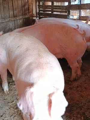 Porci 130-200 kg 