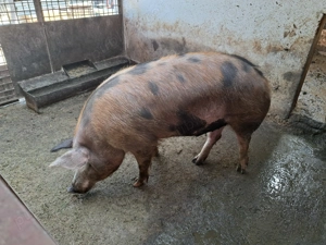  Vând porc in Pericei!