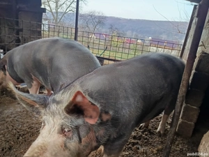 porci de vînzare 