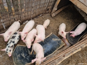 purcei de vanzare  - imagine 3