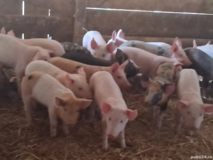 vând 18 purcei de 9-10 săptămâni 