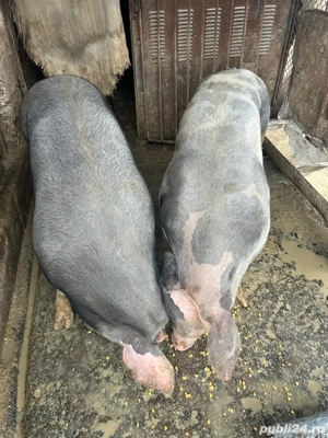 vind porci - imagine 5