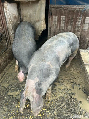 vind porci - imagine 4
