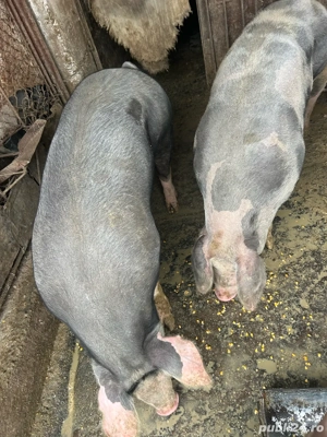 vind porci - imagine 3