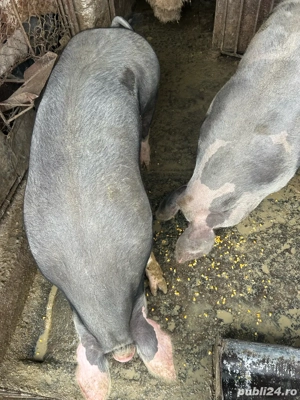 vind porci - imagine 2