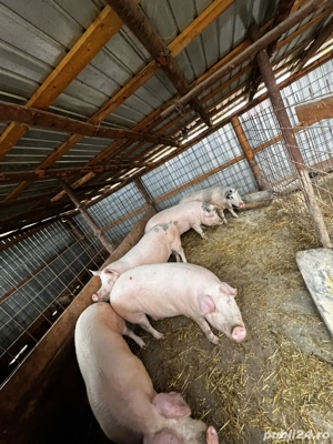 Poarcii de vanzare - imagine 2